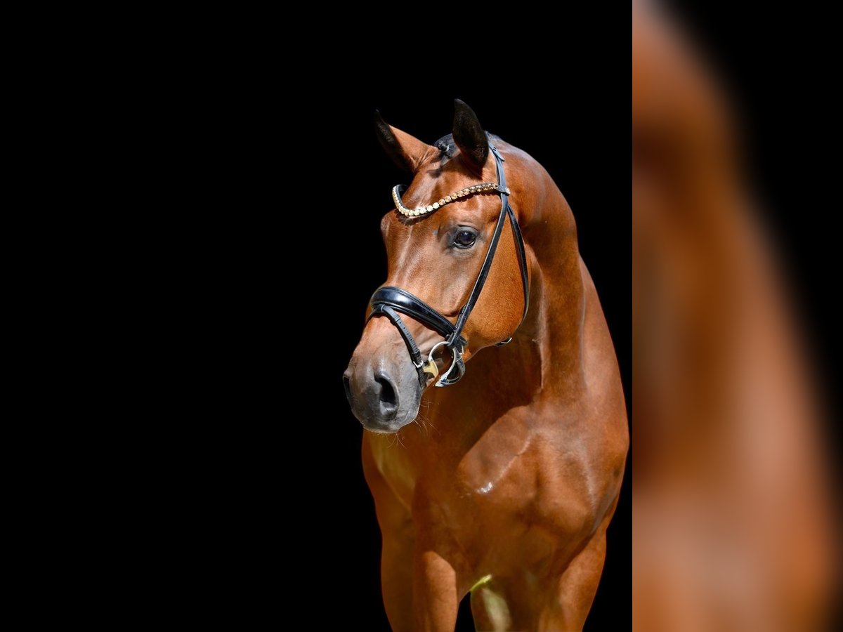 Oldenburg Gelding 4 years 16,3 hh Brown in Emstek