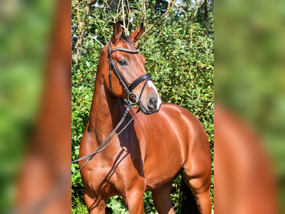 Oldenburg Gelding 4 years 16,3 hh Brown in Hepstedt