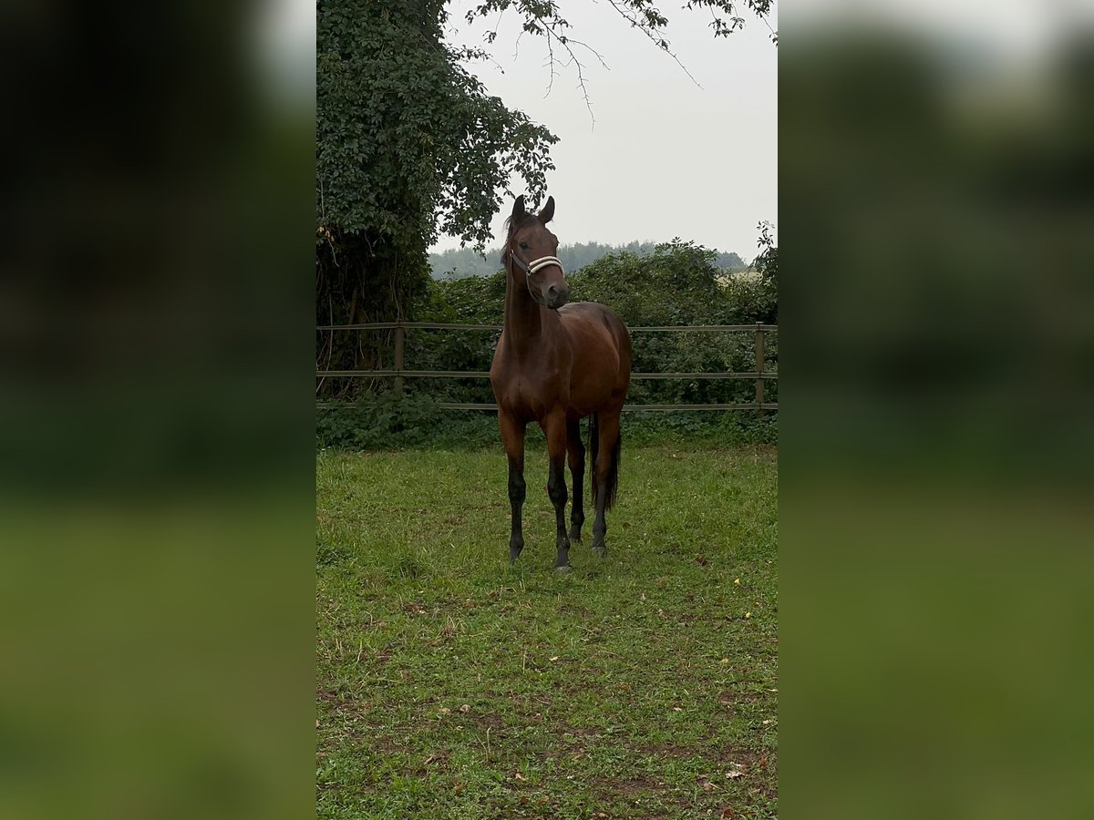 Oldenburg Gelding 4 years 16,3 hh Brown in Rommerskirchen