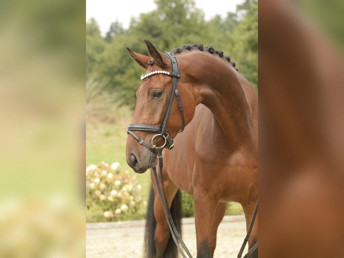 Oldenburg Gelding 4 years 16,3 hh Brown in Sassenberg