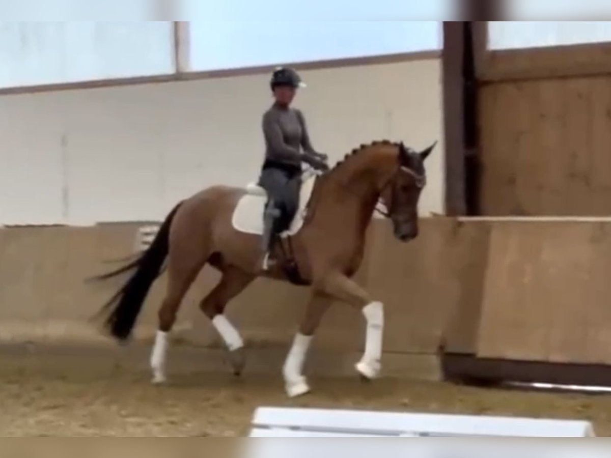 Oldenburg Gelding 4 years 16,3 hh Chestnut-Red in Bielefeld