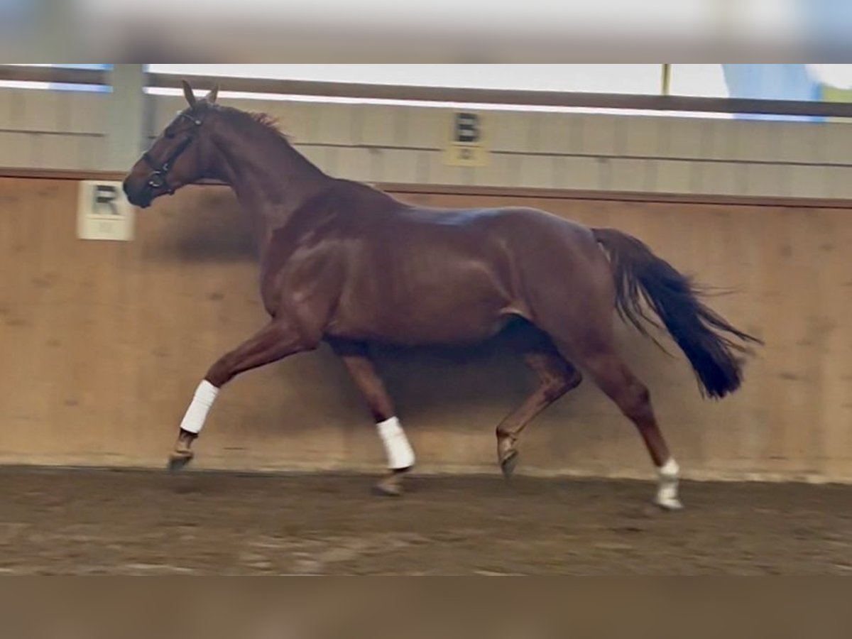 Oldenburg Gelding 4 years 16,3 hh Chestnut-Red in Michaelisbruch