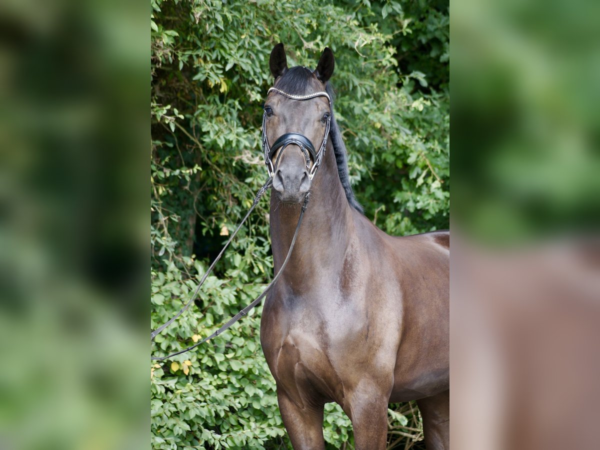Oldenburg Gelding 4 years 16 hh Black in Wardenburg