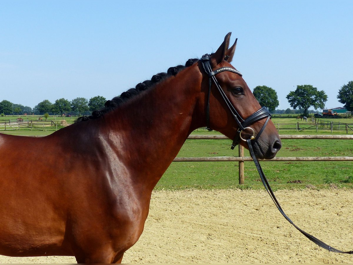 Oldenburg Gelding 4 years 16 hh Brown in Drantum