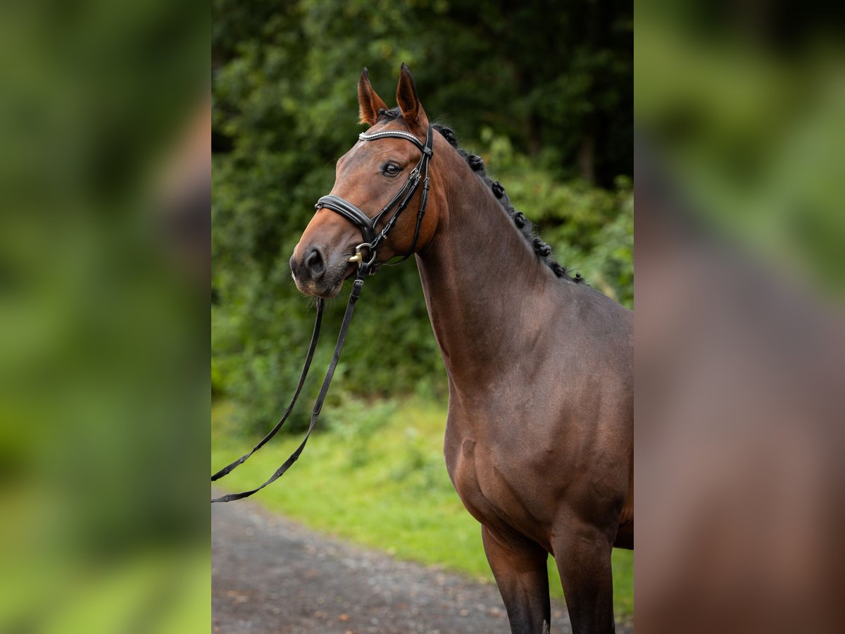 Oldenburg Gelding 4 years 16 hh Brown in Siegen Oldenburg Gelding 4 years 16 hh Brown in Siegen