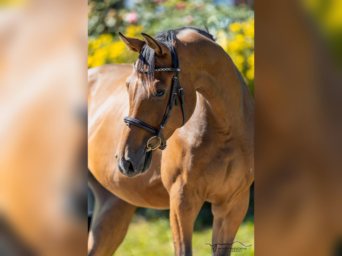 Oldenburg Gelding 4 years 16 hh Brown-Light in Pelmberg