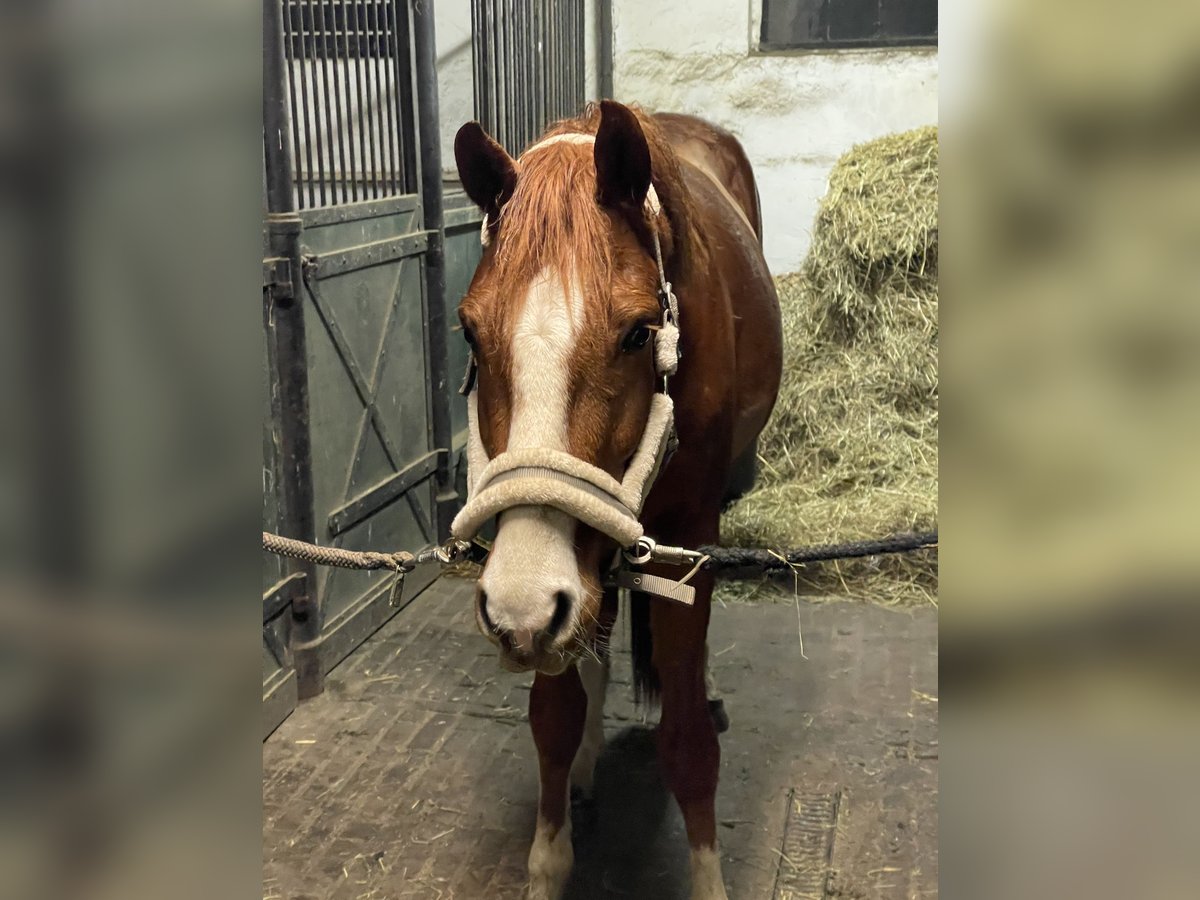 Oldenburg Gelding 4 years 16 hh Chestnut-Red in Hambühren