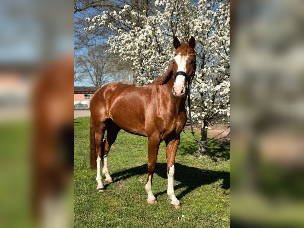 Oldenburg Gelding 4 years 16 hh Chestnut-Red in Hagewede