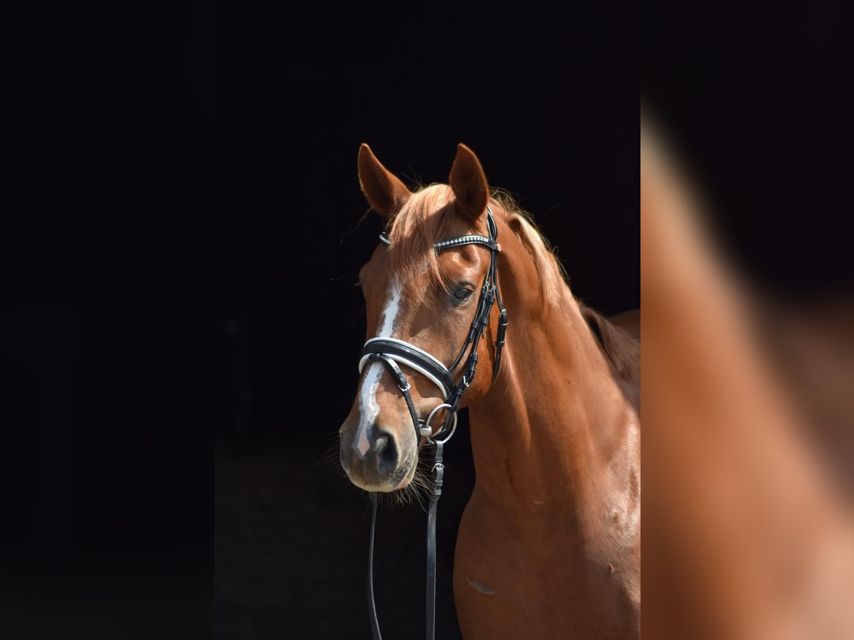 Oldenburg Gelding 4 years 16 hh Chestnut-Red in Herbstein
