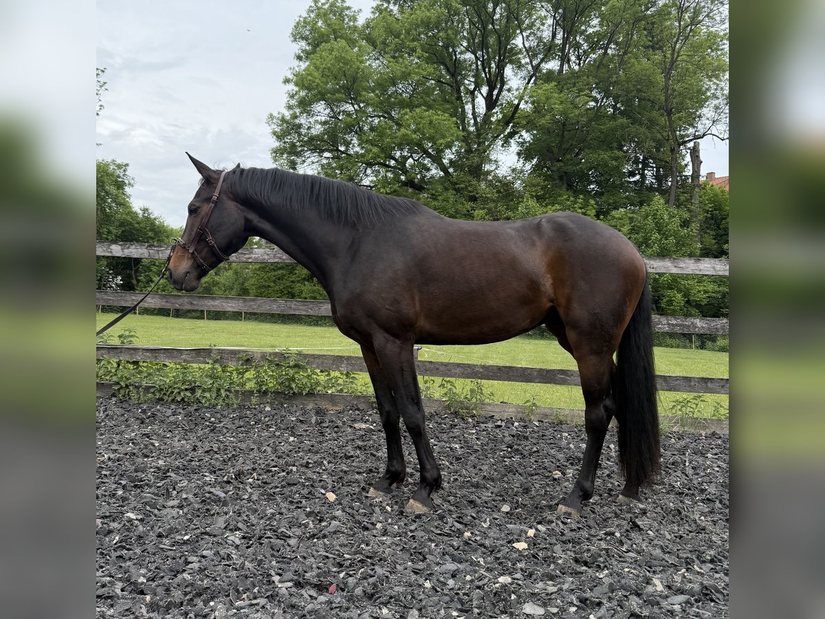 Oldenburg Gelding 4 years 16,1 hh Bay-Dark in Finning