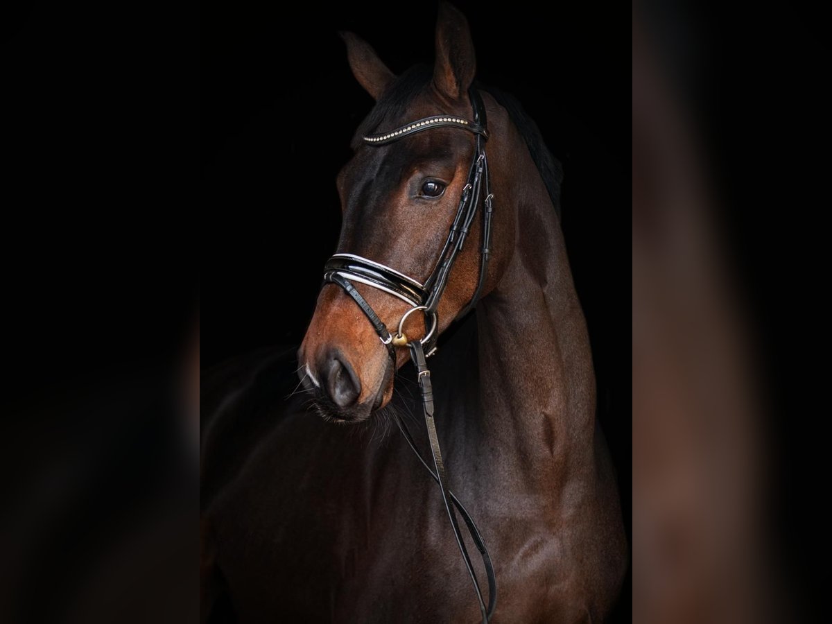 Oldenburg Gelding 4 years 16,1 hh Bay-Dark in Priestewitz