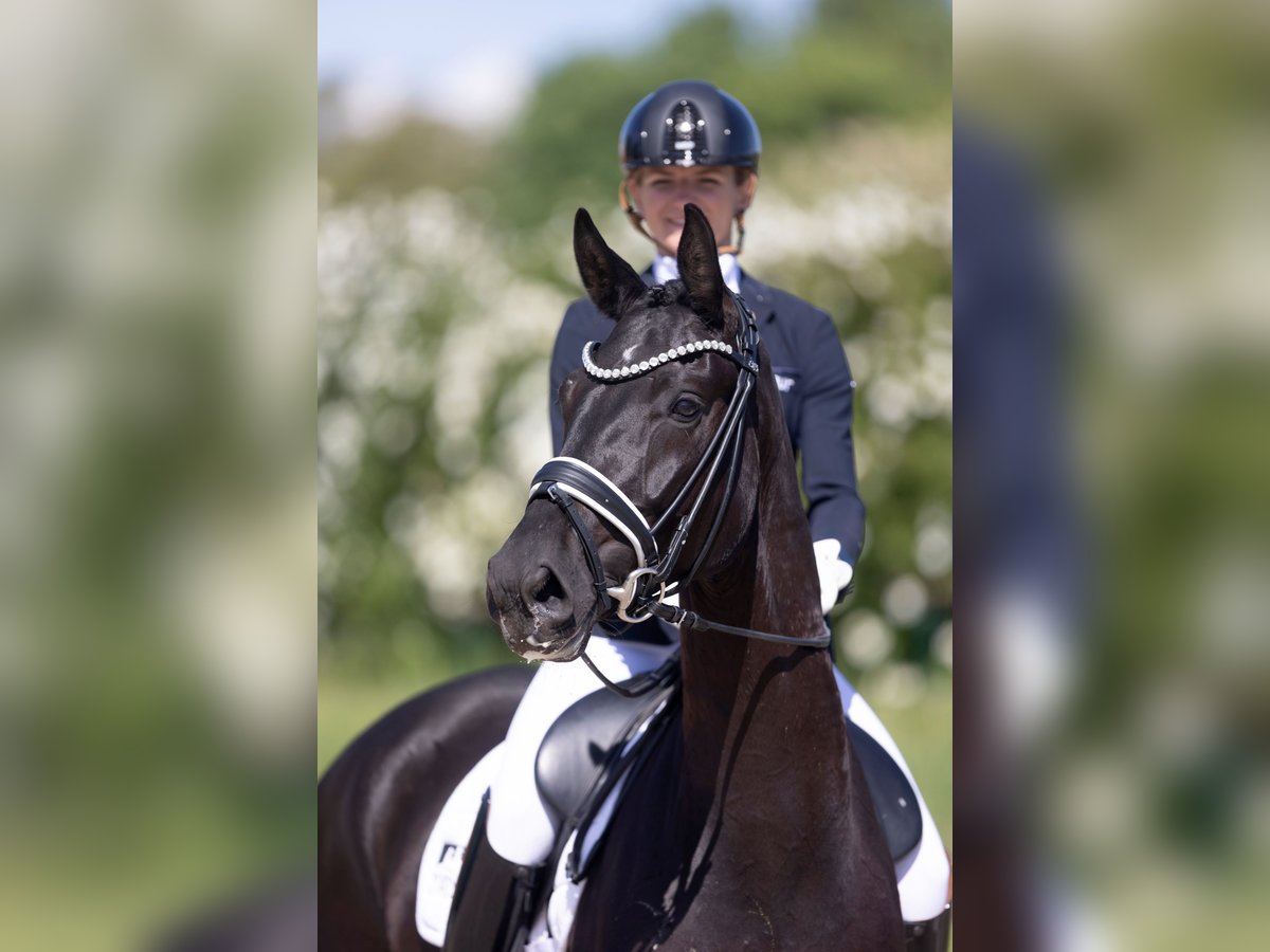 Oldenburg Gelding 4 years 16,1 hh Black in Herford
