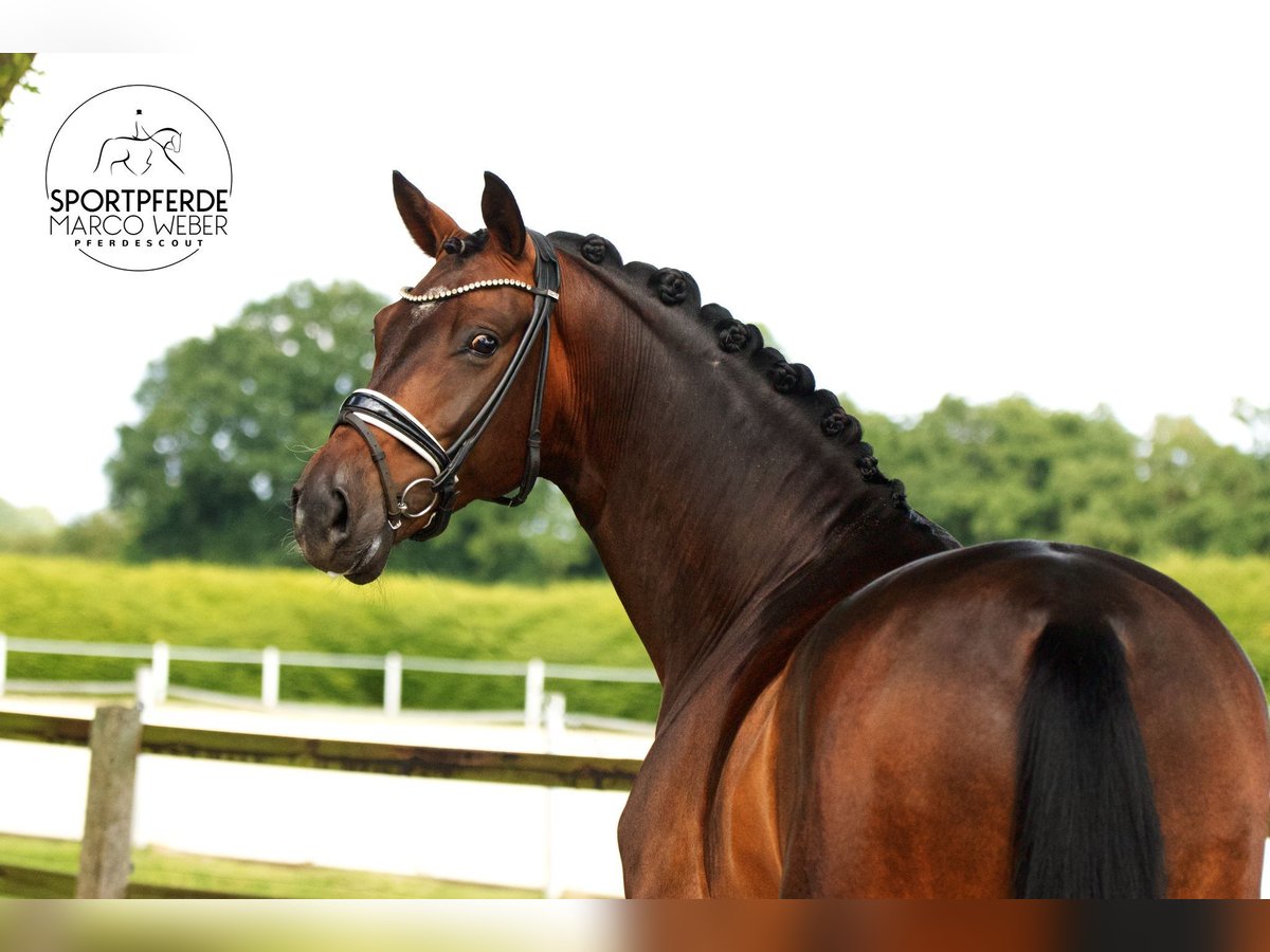 Oldenburg Gelding 4 years 16,1 hh Brown in Visbek