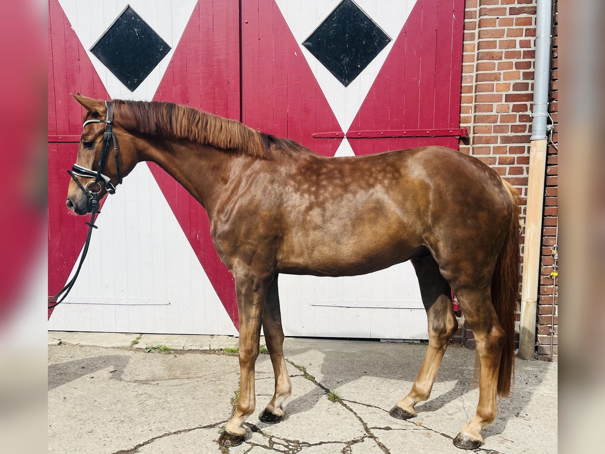 Oldenburg Gelding 4 years 16,1 hh Chestnut-Red in Ennigerloh