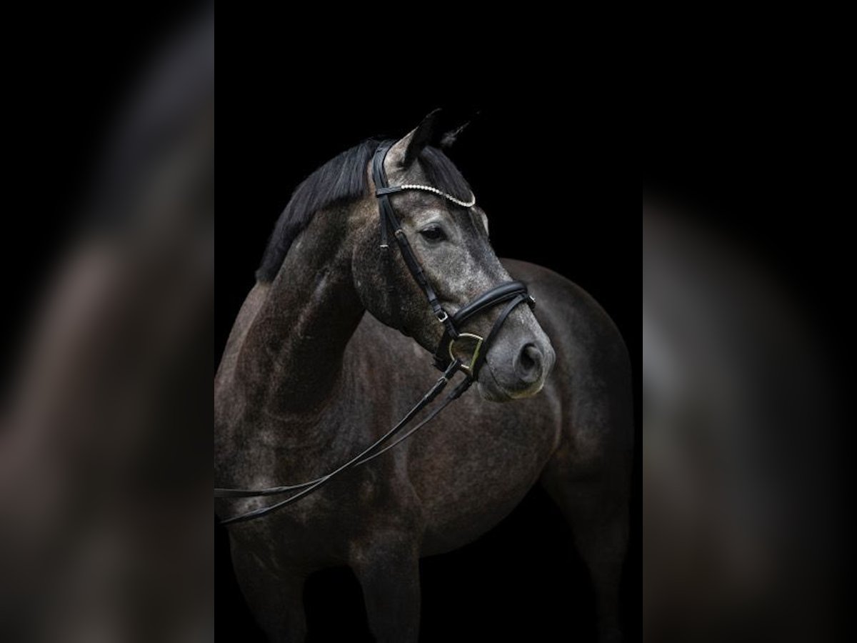 Oldenburg Gelding 4 years 16,1 hh Gray-Dark-Tan in Traismauer