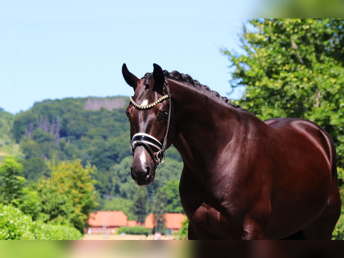 Oldenburg Gelding 4 years 16,2 hh Black in Lienen