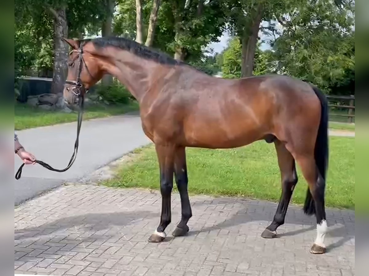 Oldenburg Gelding 4 years 16,2 hh Brown in Basdahl