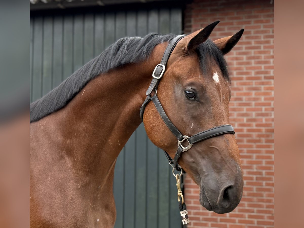 Oldenburg Gelding 4 years 16,2 hh Brown in Zieuwent