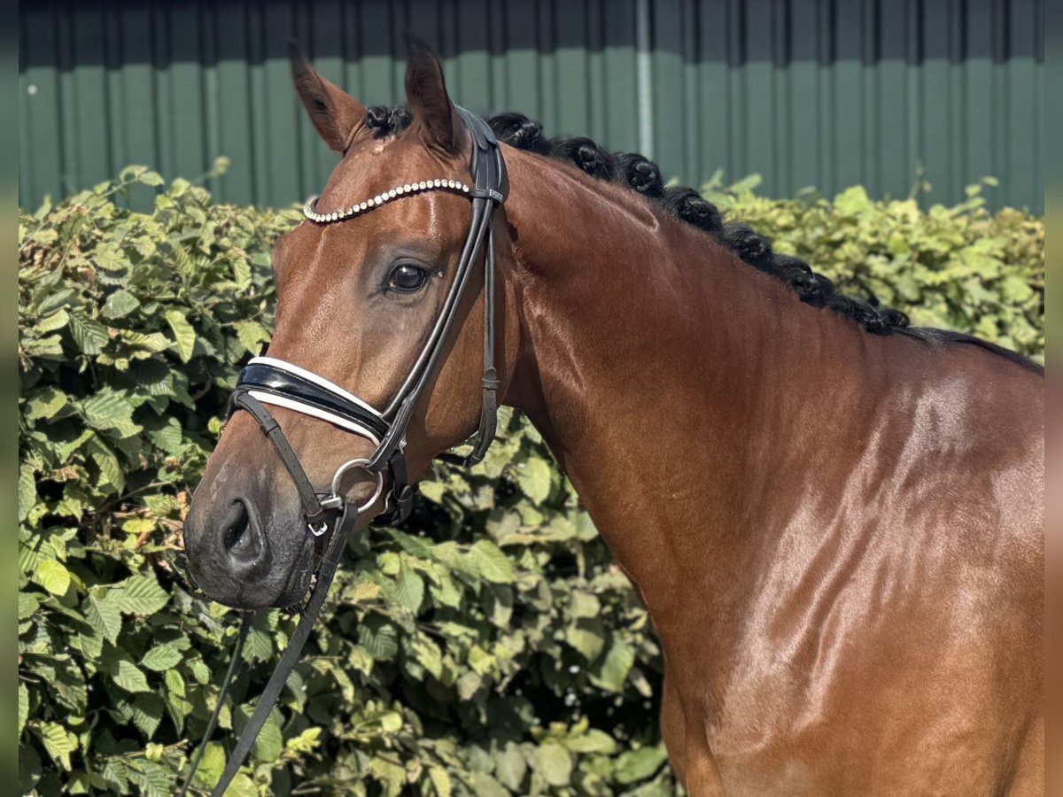 Oldenburg Gelding 4 years 16,2 hh Brown in Visbek