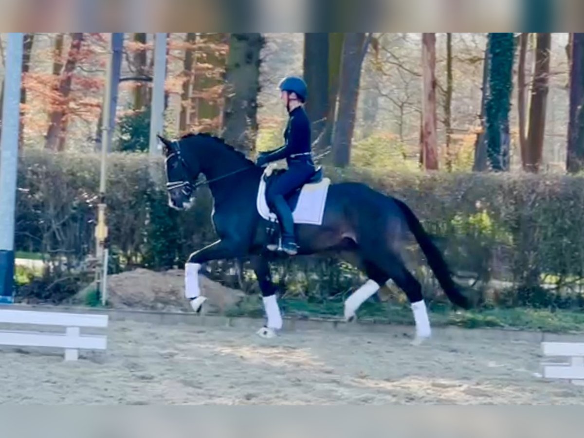 Oldenburg Gelding 4 years 16,2 hh Brown in Ostercappeln