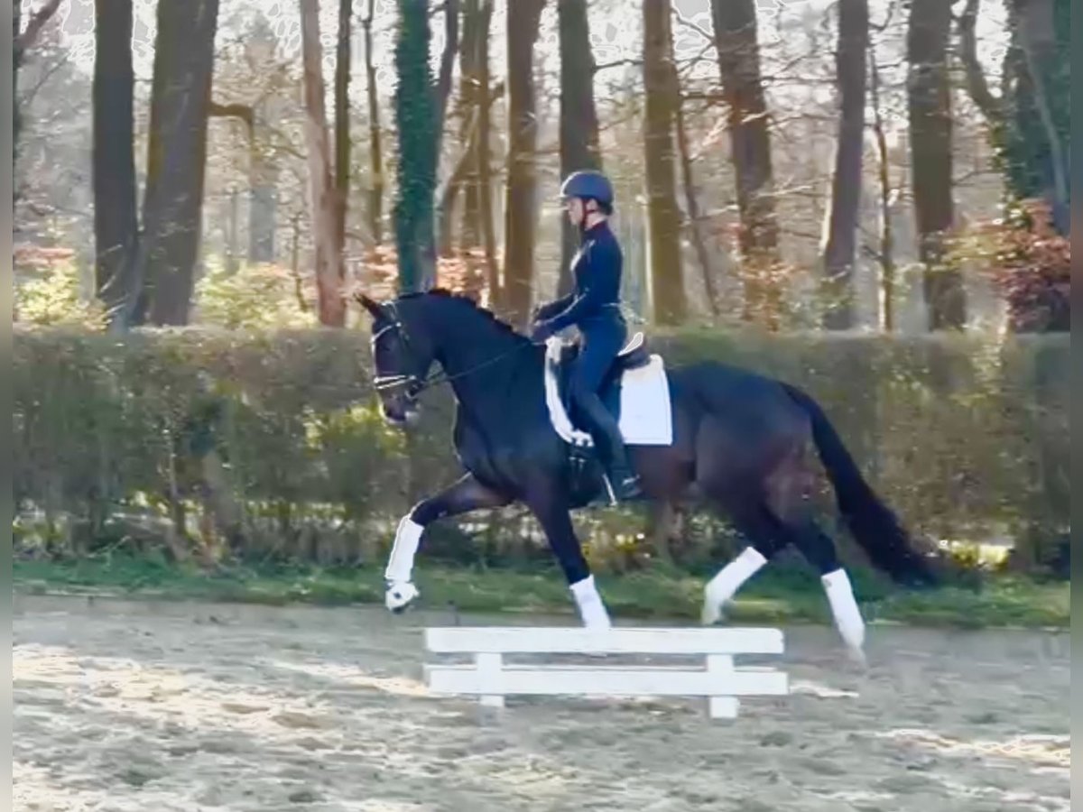 Oldenburg Gelding 4 years 16,2 hh Brown in Ostercappeln