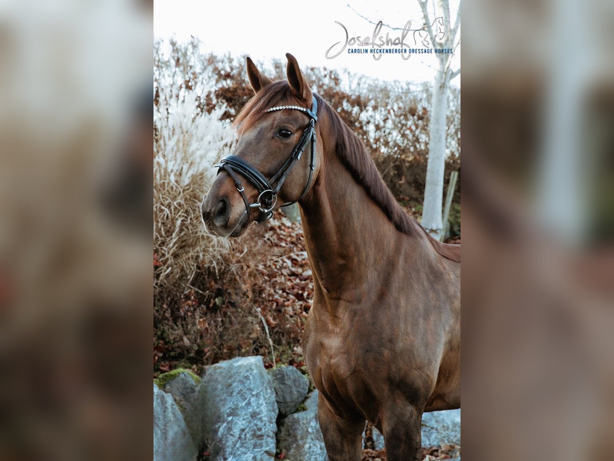 Oldenburg Gelding 4 years 16,2 hh Chestnut in Oberstadion