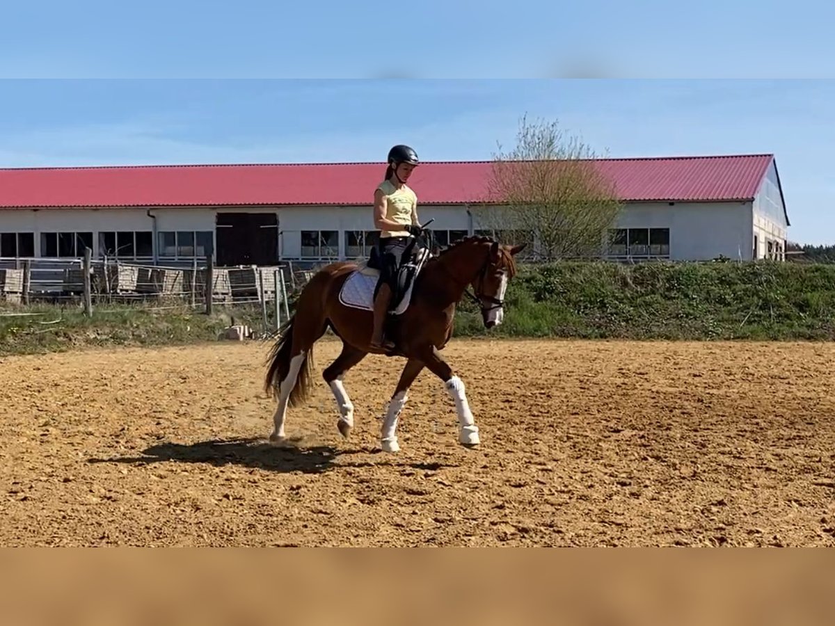 Oldenburg Gelding 4 years 16,2 hh Chestnut-Red in Rochau