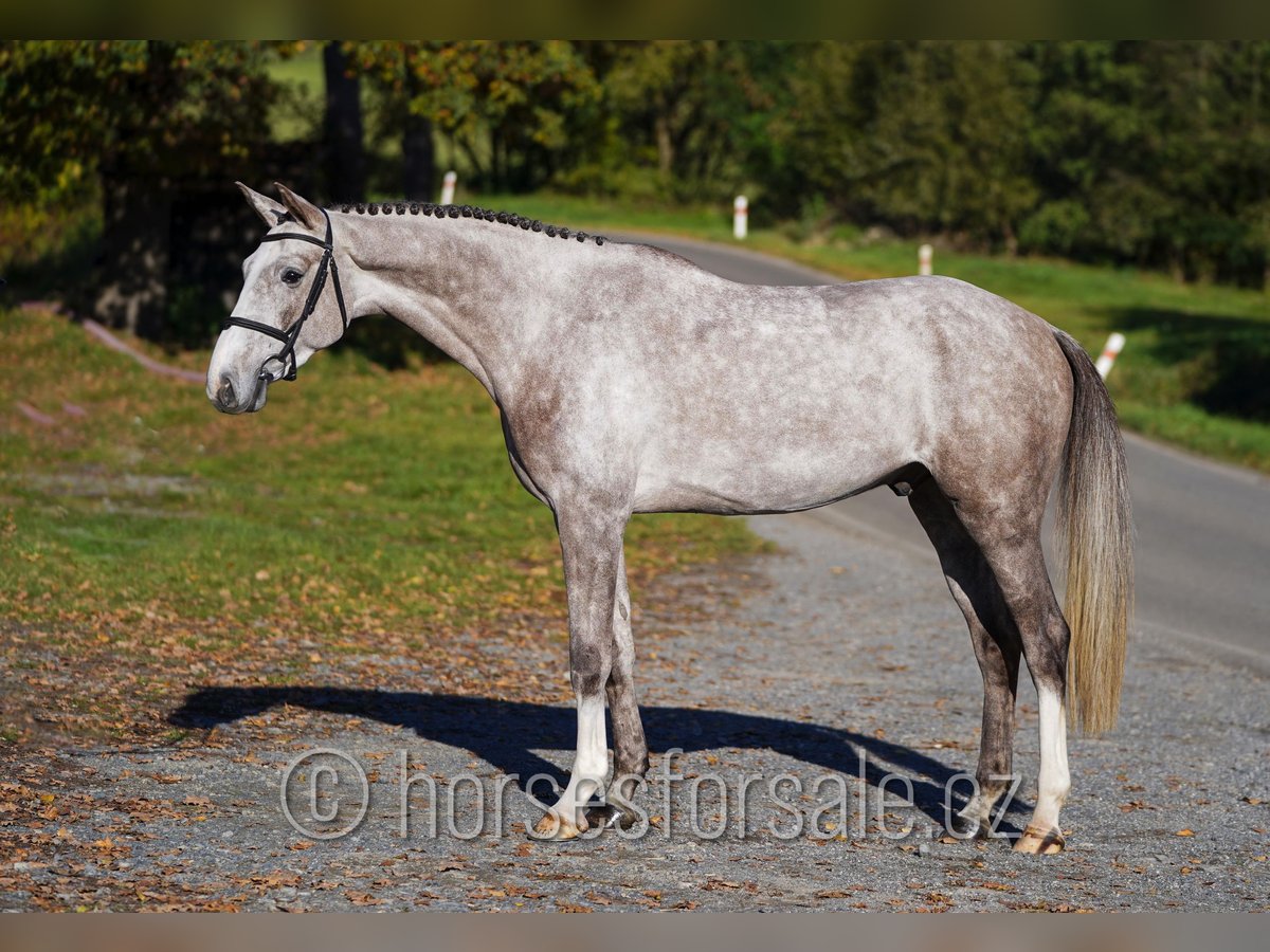 Oldenburg Gelding 4 years 16,2 hh Grey in Benesov