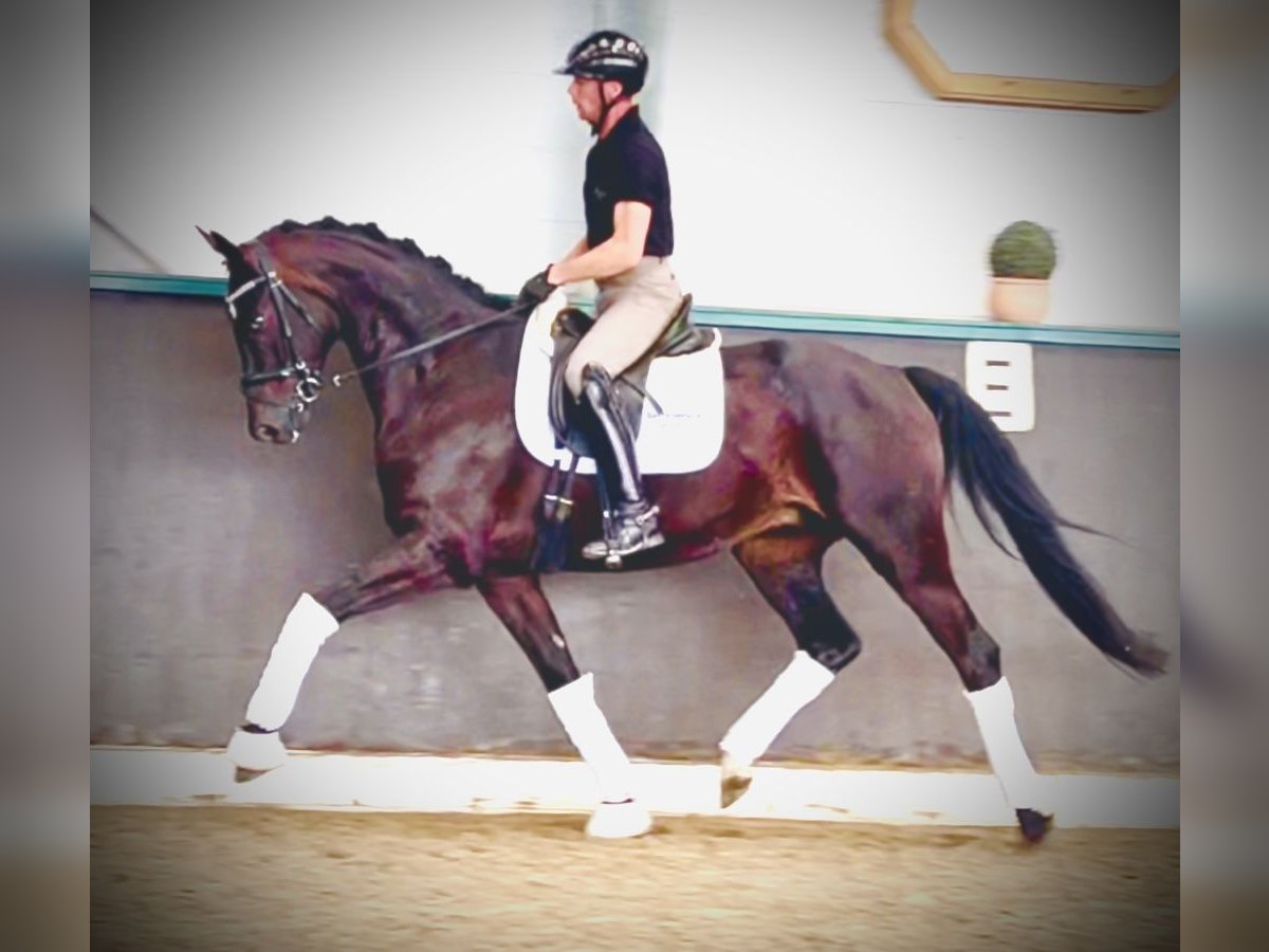 Oldenburg Gelding 4 years 16,2 hh Smoky-Black in Nienburg (Weser)