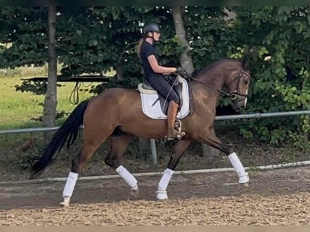 Oldenburg Gelding 4 years 16,3 hh Brown in Besigheim Oldenburg Gelding 4 years 16,3 hh Brown in Besigheim