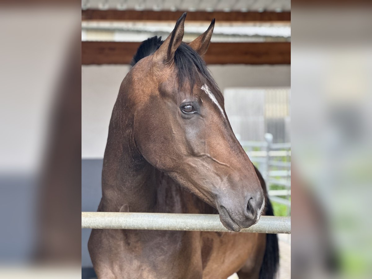 Oldenburg Gelding 4 years 16,3 hh Brown in Hohenahr