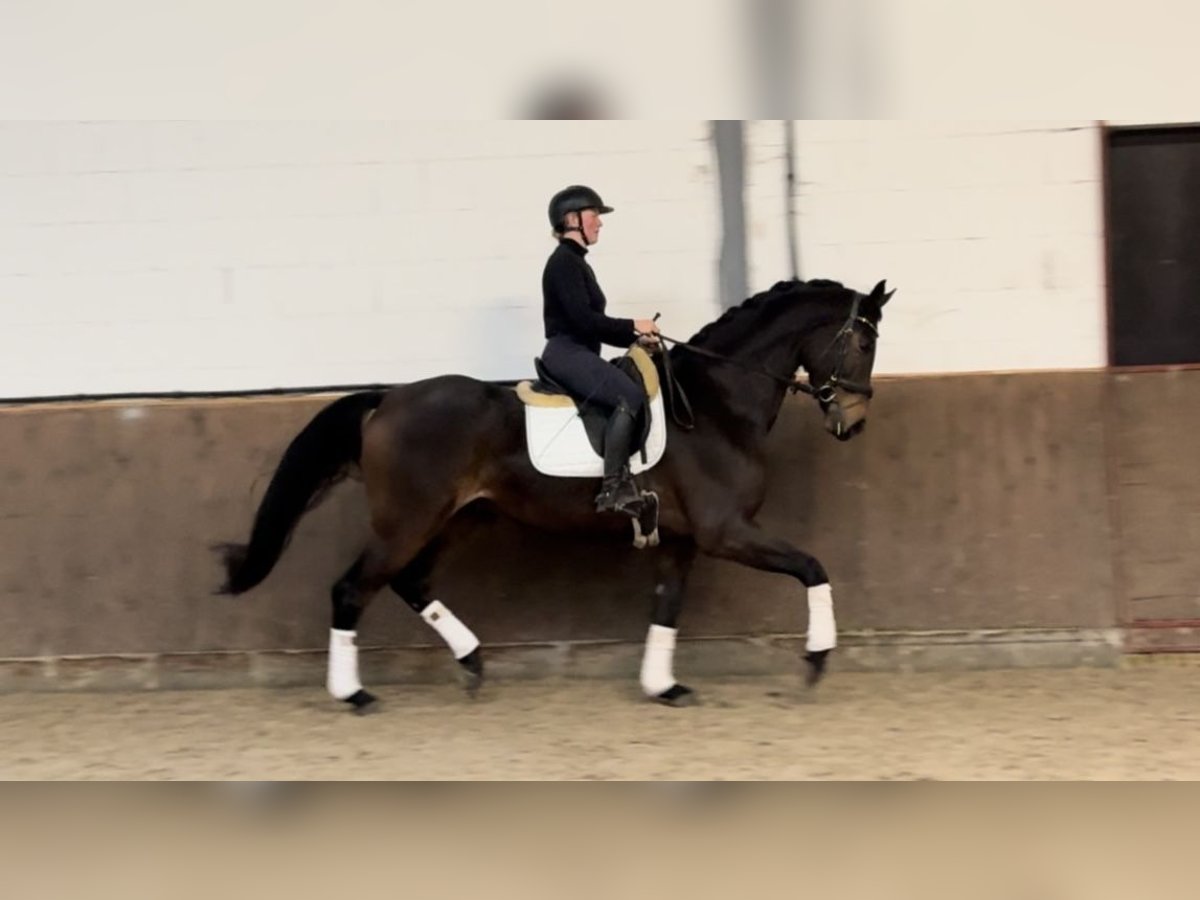 Oldenburg Gelding 4 years 16,3 hh Brown in Lohne (Oldenburg)