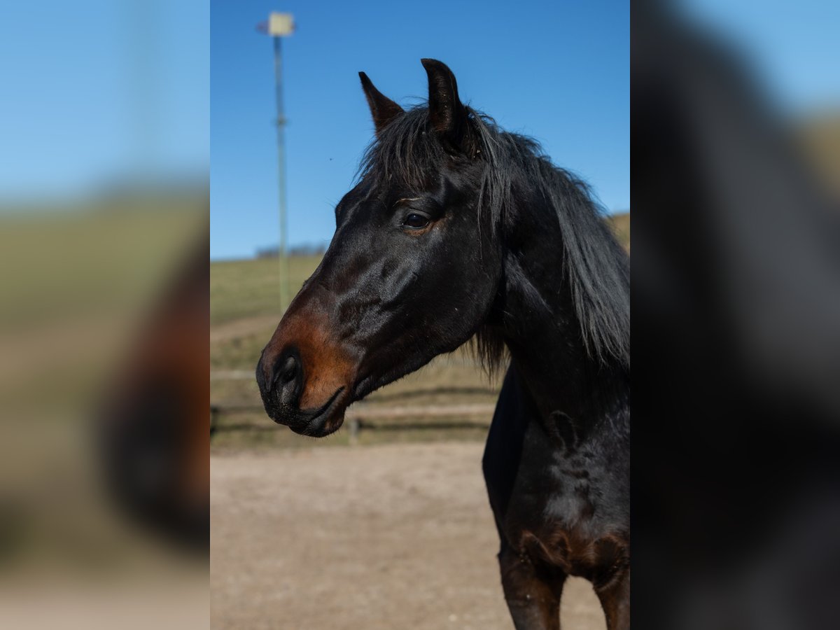 Oldenburg Gelding 4 years 16,3 hh Brown in Geisenheim