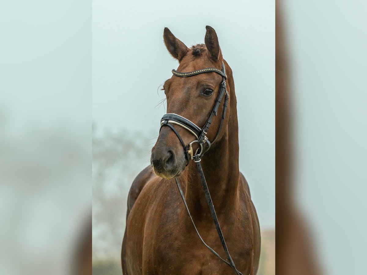 Oldenburg Gelding 4 years 16,3 hh Chestnut in Gomadingen