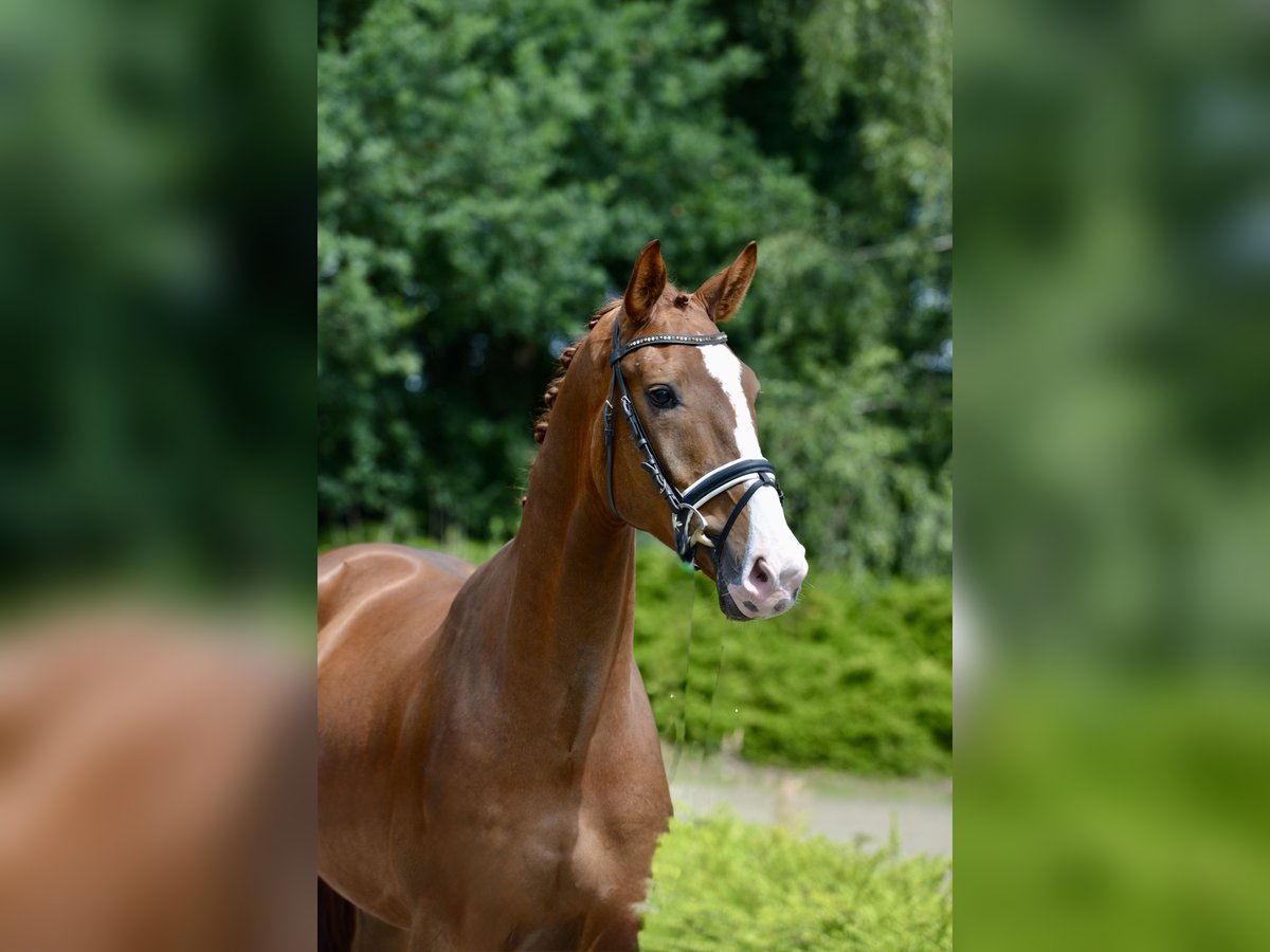 Oldenburg Gelding 4 years 16,3 hh Chestnut in Visbek