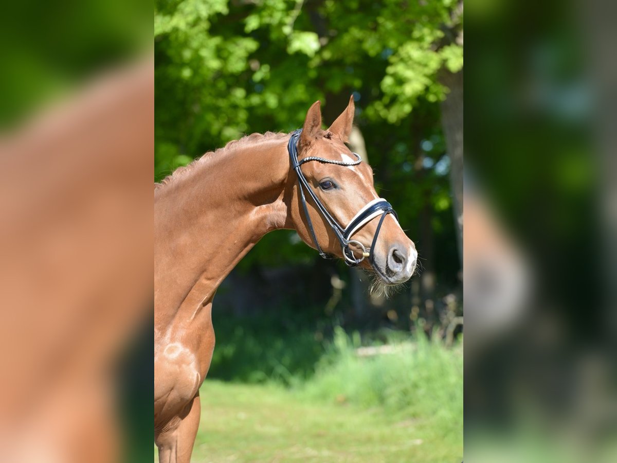 Oldenburg Gelding 4 years 16,3 hh Chestnut-Red in Vechta