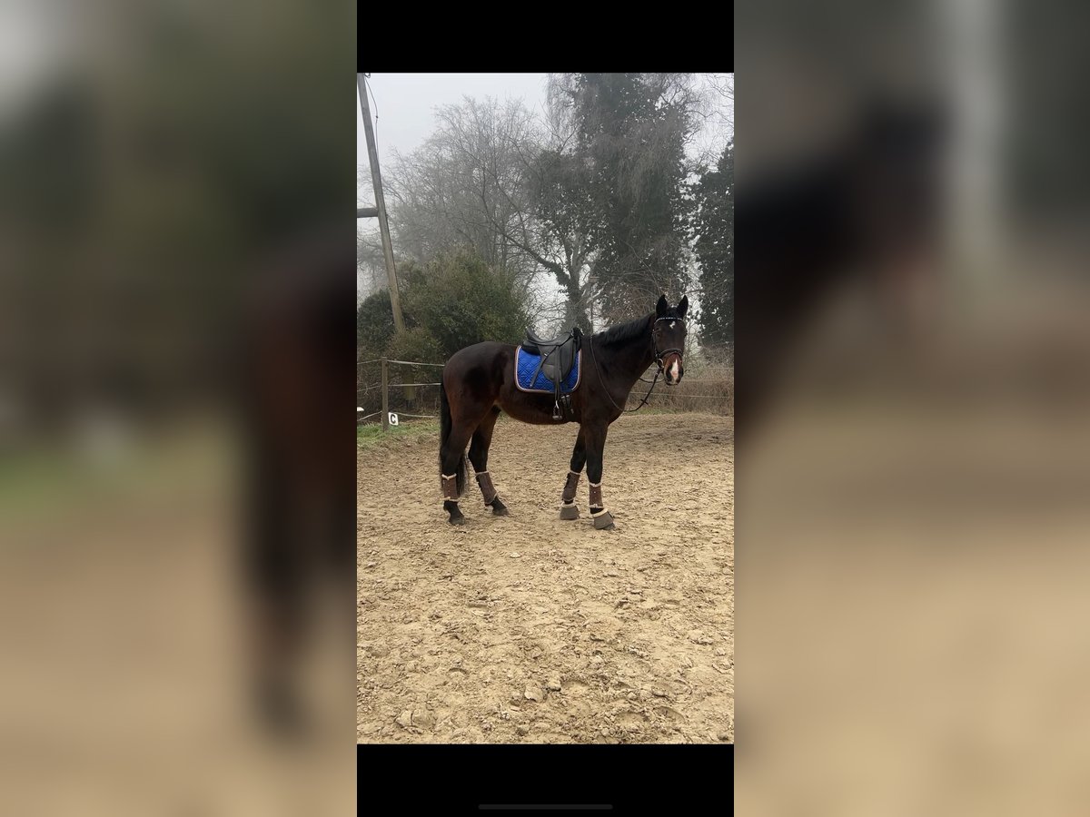 Oldenburg Gelding 4 years 17,2 hh Bay-Dark in Hünxe