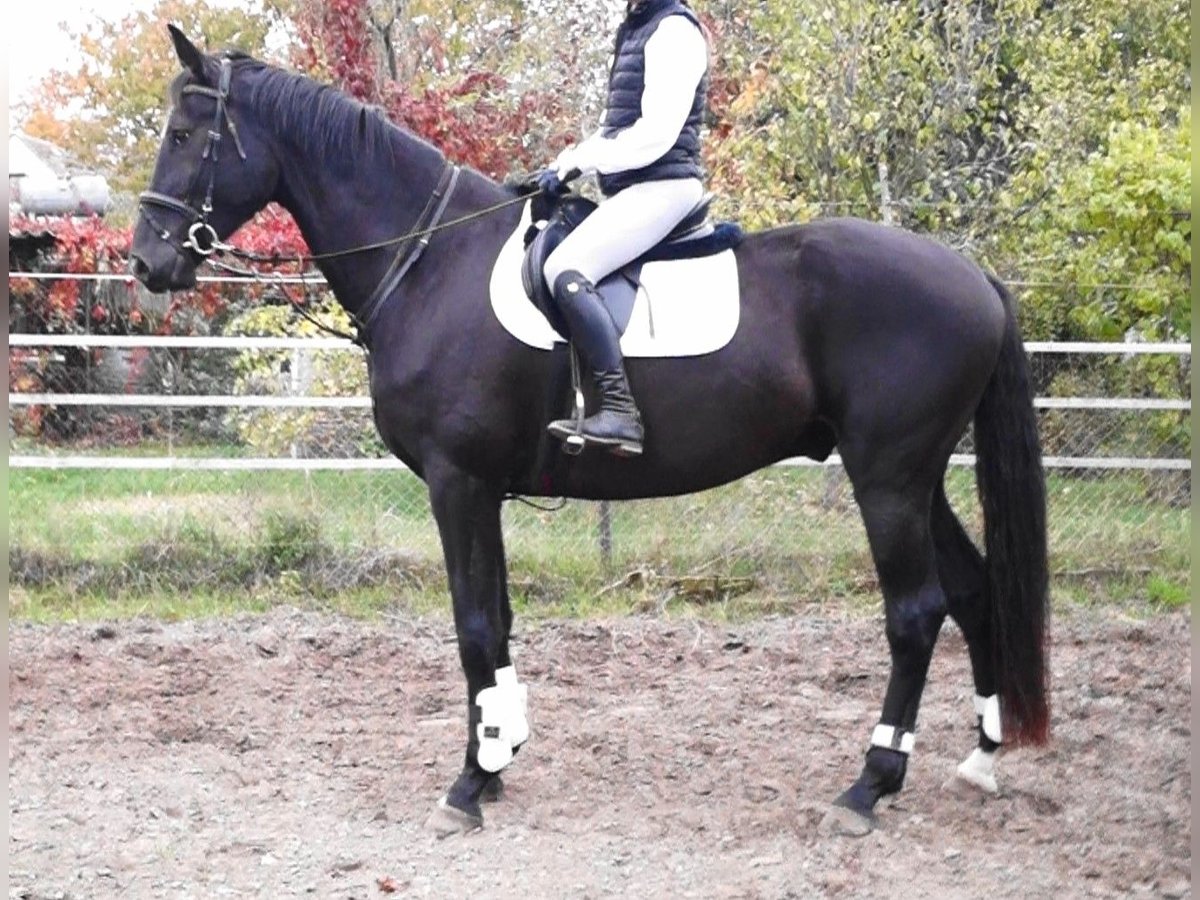 Oldenburg Gelding 4 years 17,2 hh Smoky-Black in Kloster Lehnin