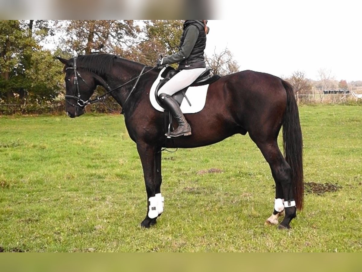 Oldenburg Gelding 4 years 17,2 hh Smoky-Black in Kloster Lehnin