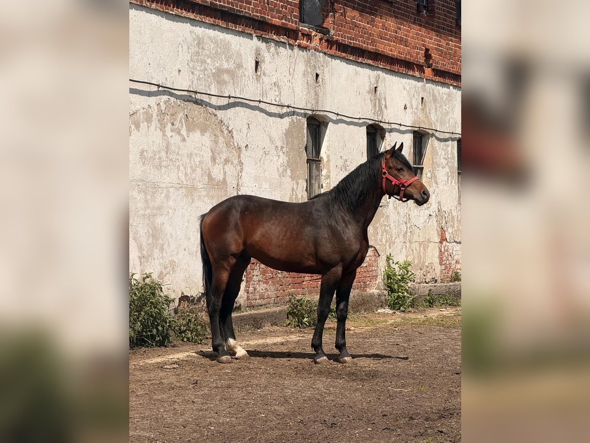 Oldenburg Gelding 4 years 17 hh Bay-Dark in &#x17C;elazo