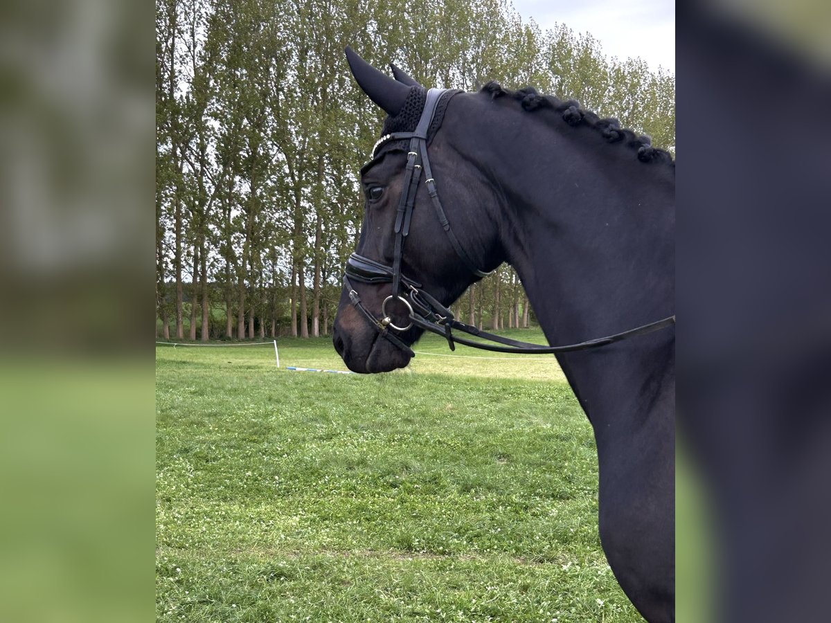 Oldenburg Gelding 4 years 17 hh Black in Hohen Wieschendorf