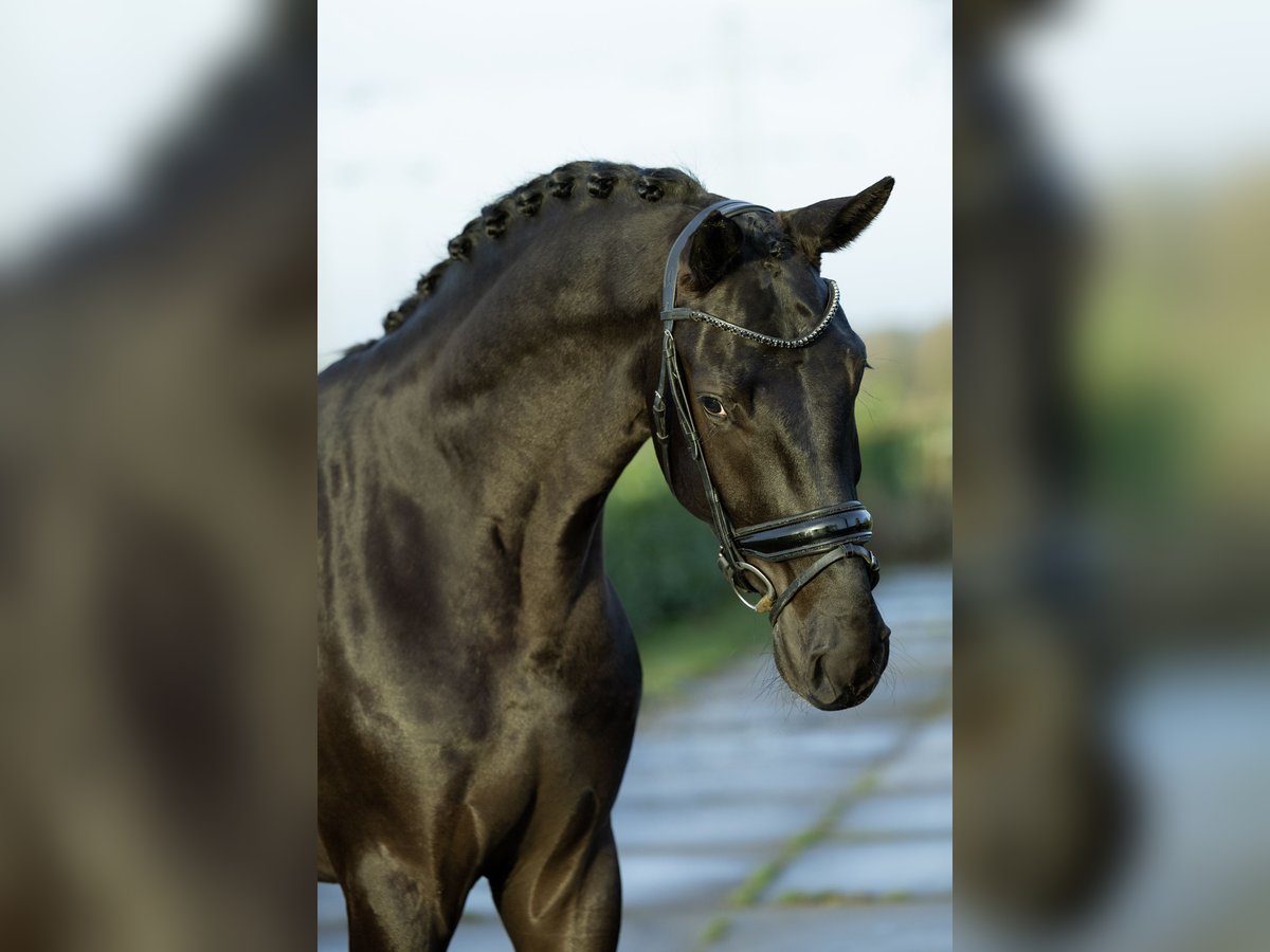 Oldenburg Gelding 4 years 17 hh Black in Weert