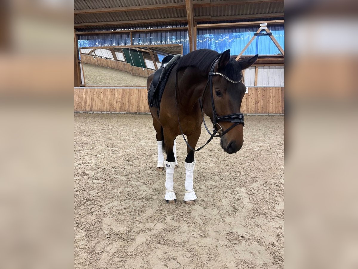 Oldenburg Gelding 4 years 17 hh Brown in GuxhagenGuxhagen