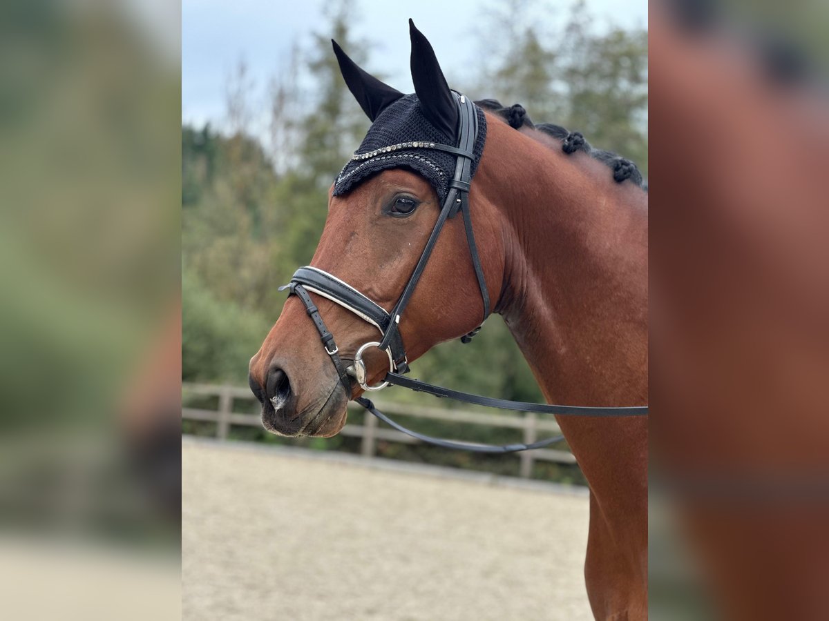 Oldenburg Gelding 4 years 17 hh Brown in Regensburg