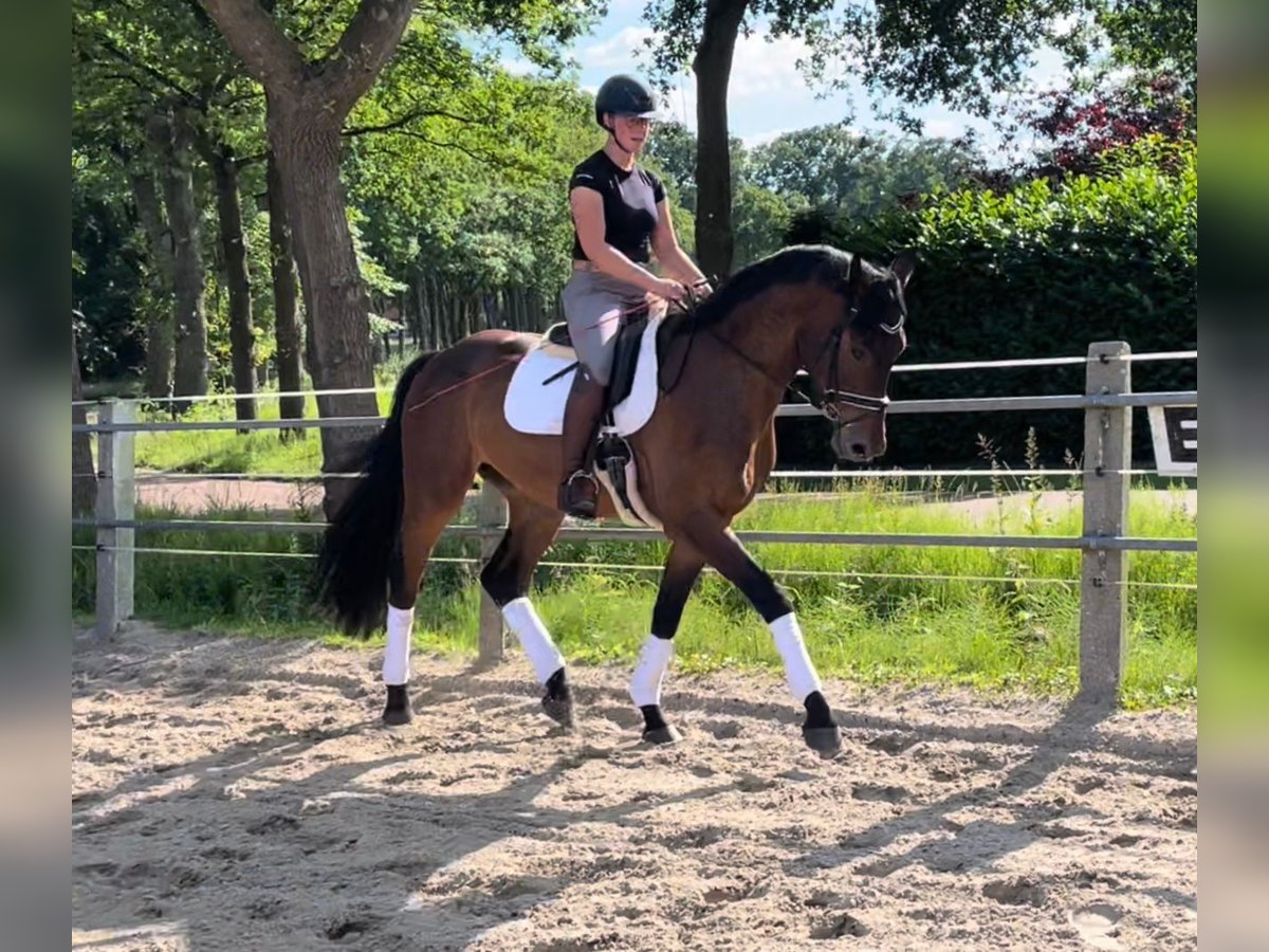 Oldenburg Gelding 4 years 17 hh Brown in Wardenburg