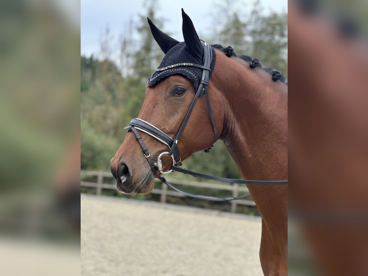 Oldenburg Gelding 4 years 17 hh Brown in Wiesent