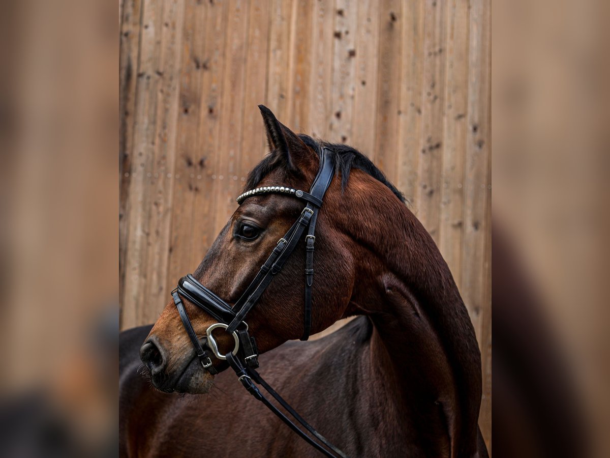 Oldenburg Gelding 4 years 17 hh Brown in Münster