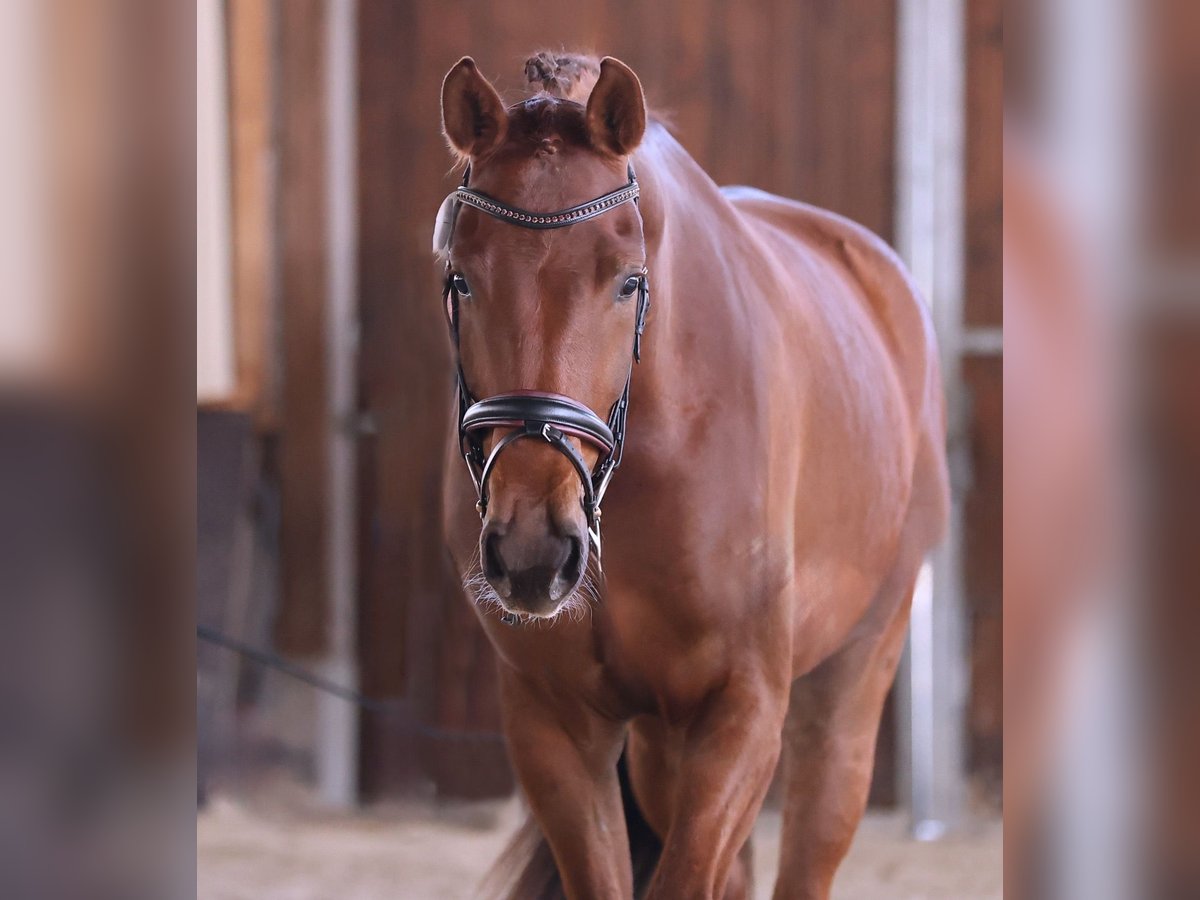 Oldenburg Gelding 4 years 17 hh Chestnut in Brieselang