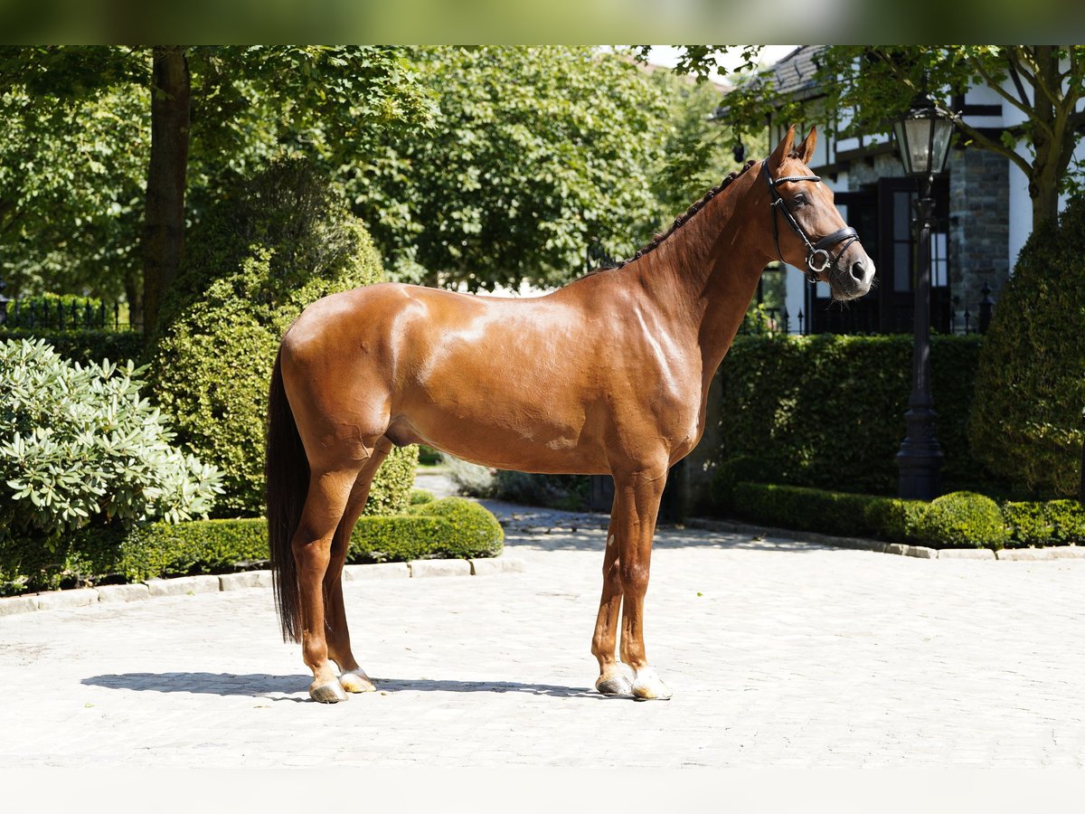 Oldenburg Gelding 4 years 17 hh Chestnut in Kronberg im Taunus