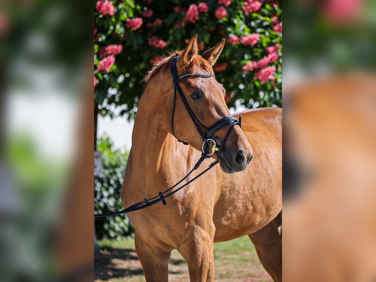 Oldenburg Gelding 4 years 17 hh Chestnut-Red in Salzkotten